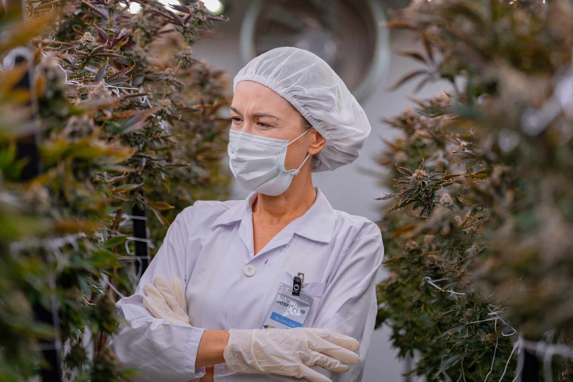 A scientist inspects cannabis plants in a controlled indoor farm.