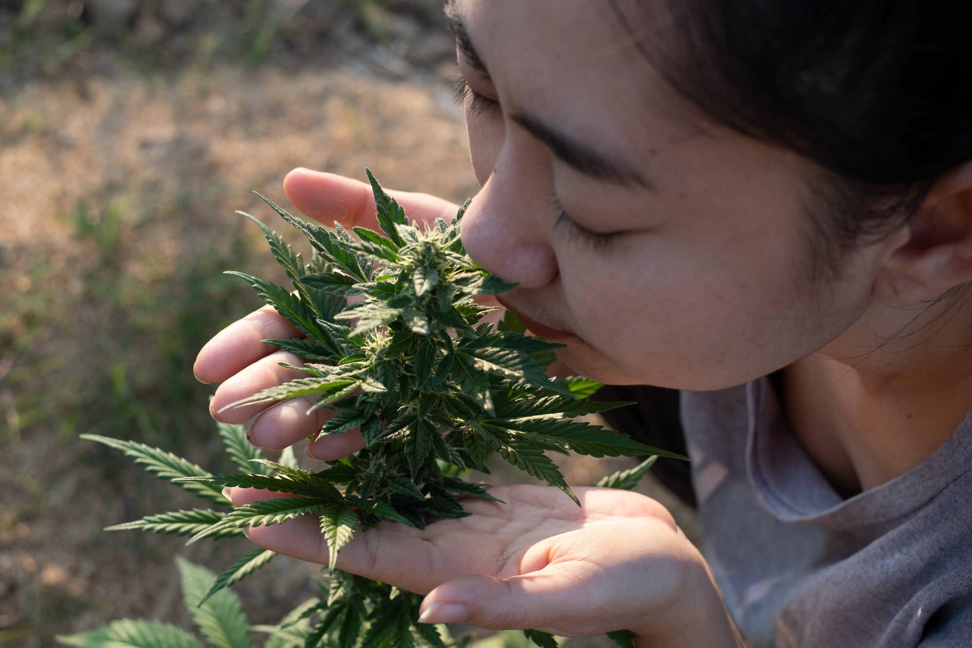 Asia woman smelling marijuana flower in the cannabis plantation