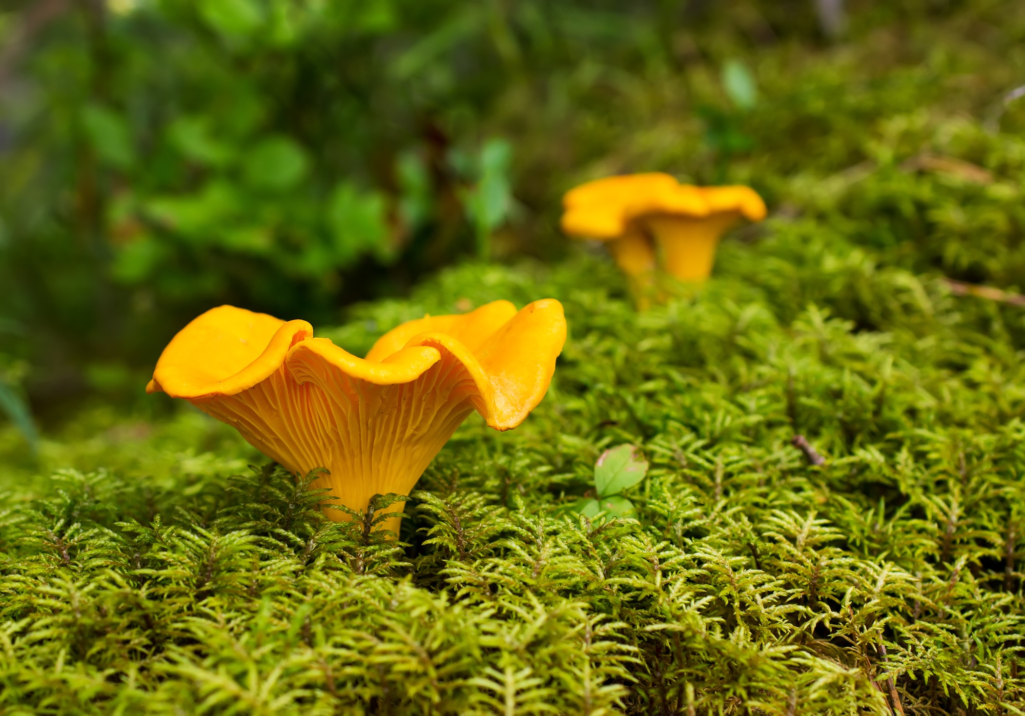 Chanterelle.