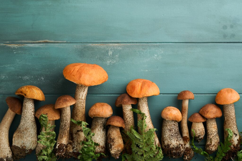 Porcini mushroom or mushroom an orange-cap boletus on old rustic wooden table backgrounds. Organic f