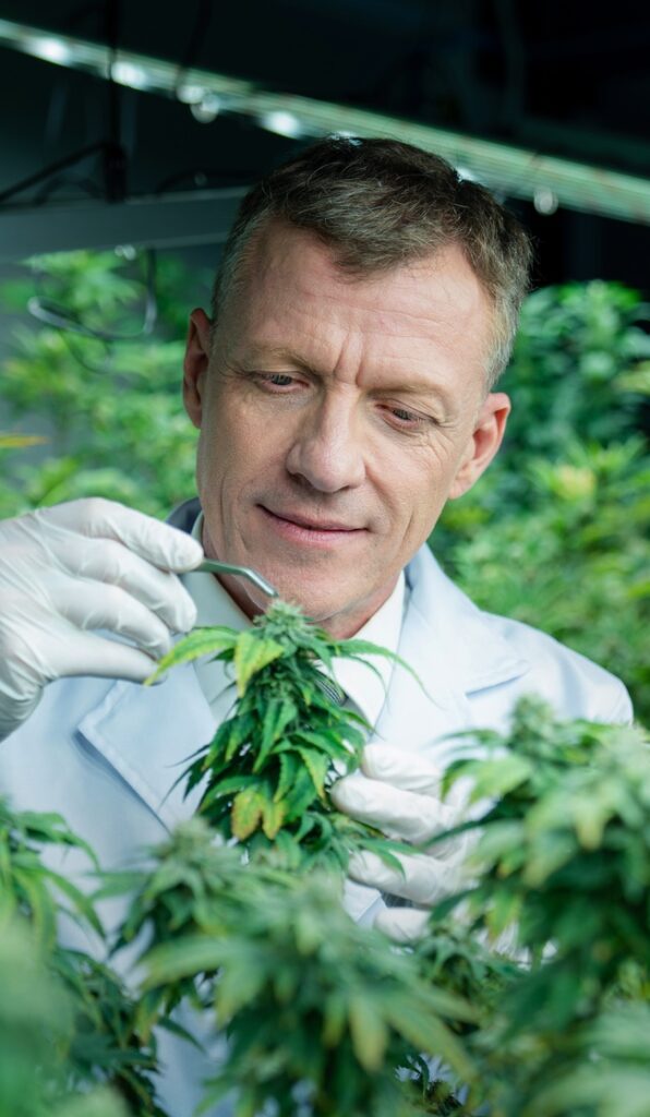 Professional senior scientist researchers and checking cannabis plants.
