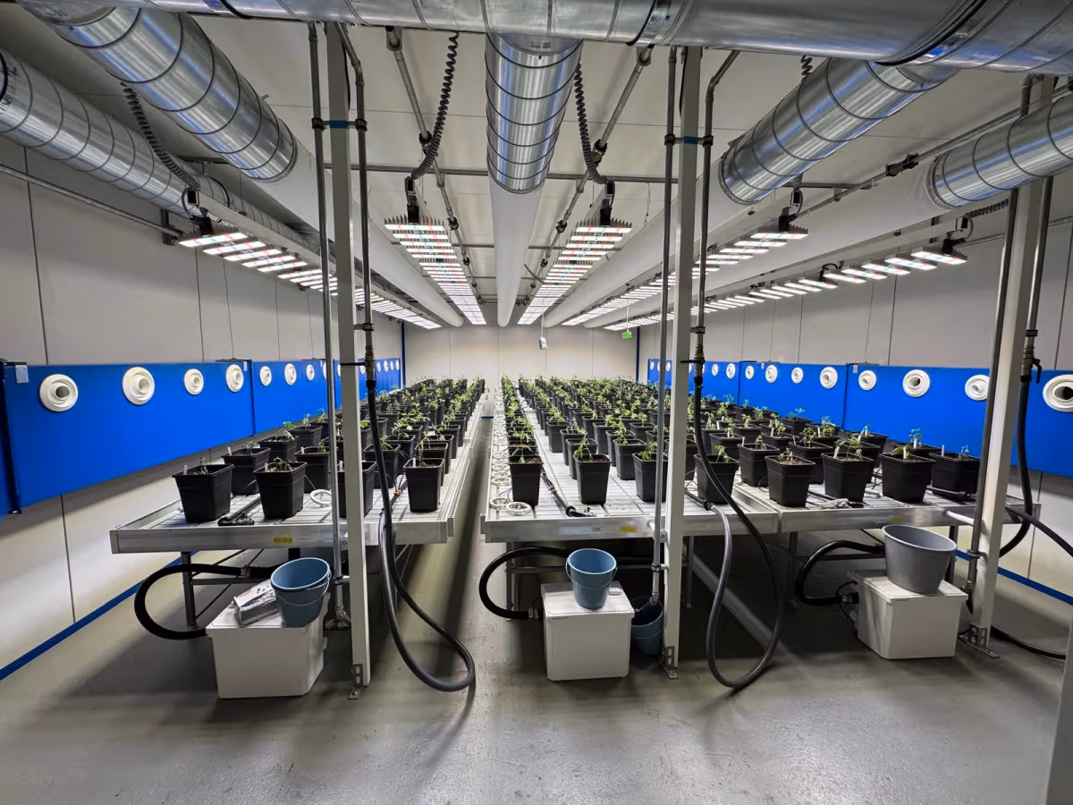 IGC bei CSC Southside Organics — Innenansicht des Anbauraums
