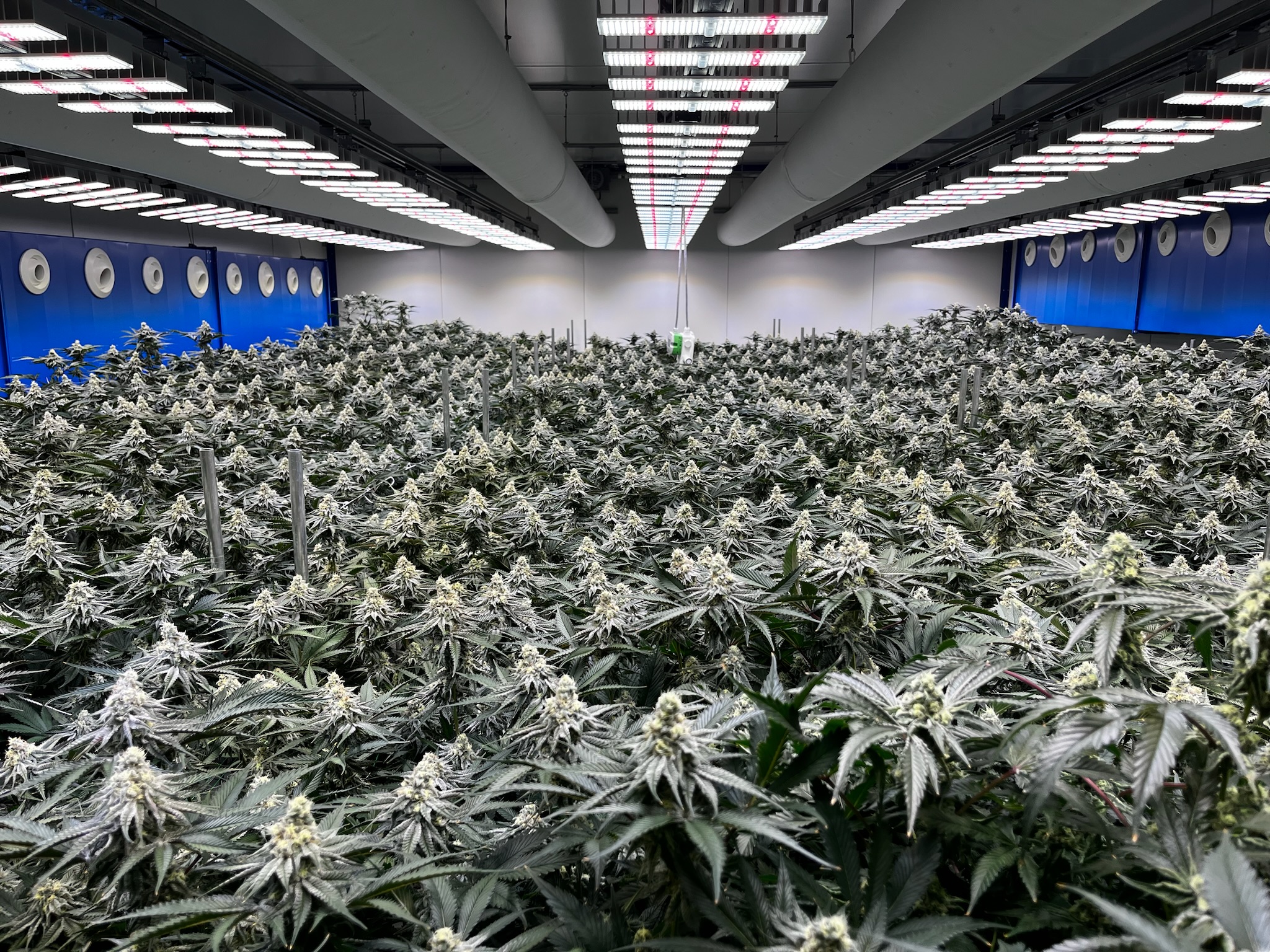 CarbonActive IGC - General view of the cultivation room'S