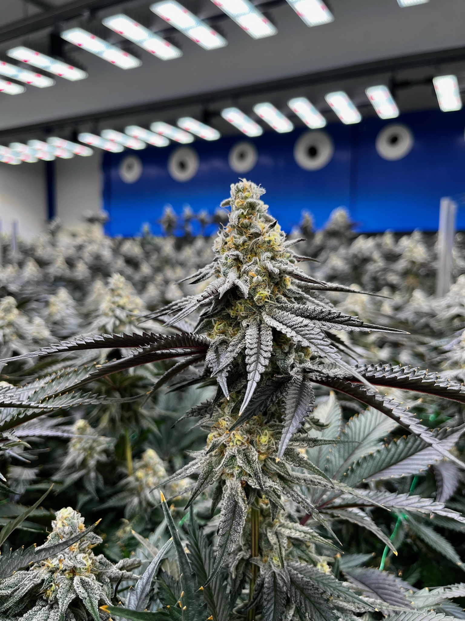 Indoor Growing Compartment - Facility in operation